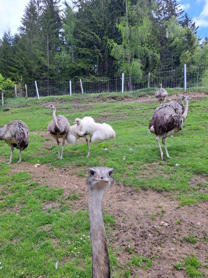 Erlebnisbauernhof Gutschi Ranch Kamp Екстериор снимка